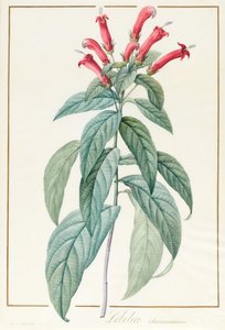 Lobelia Surinamensis